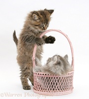 Maine Coon kittens, 7 weeks old, playing with a basket