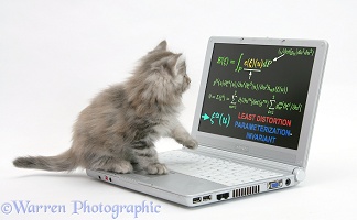 Maine Coon kitten playing with a laptop computer
