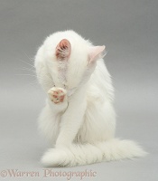White cat washing itself