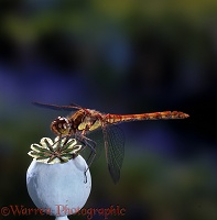 Common Darter Dragonfly on poppy seed head