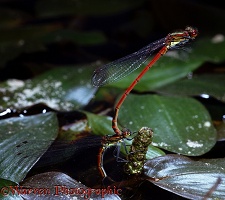 Large Red Damselfly egg-laying