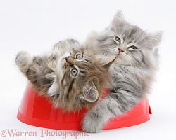 Maine Coon kittens, 8 weeks old, in a plastic food bowl