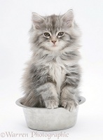 Maine Coon kitten, 8 weeks old, in a metal food bowl