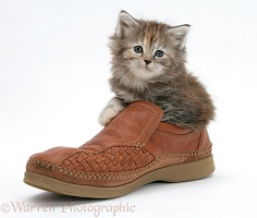 Maine Coon kitten, 7 weeks old, in a shoe