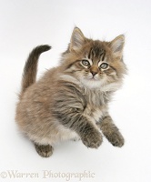 Maine Coon kitten, 8 weeks old, standing up