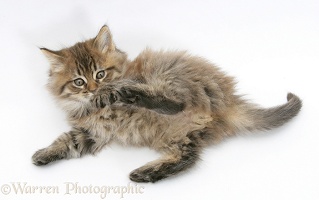 Maine Coon kitten, 7 weeks old, lying on its back