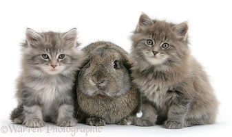 Maine Coon kittens, 7 weeks old, with agouti Lop rabbit