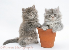 Maine Coon kittens playing in a terracotta flowerpot