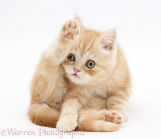 Ginger kitten 'funnel-grooming'