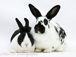 Black-and-white spotted and black Dutch rabbits