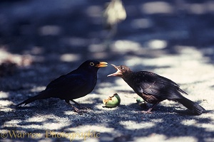 Blackbird feeding young