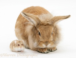 Sandy Lionhead rabbit meeting Dwarf Siberian Hamster