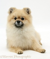 Pomeranian dog