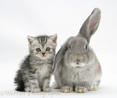 Silver tabby kitten with grey windmill-eared rabbit