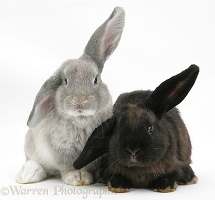 Two windmill-eared rabbits