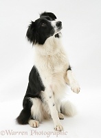 Border Collie holding up paw