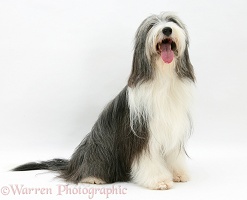 Bearded Collie sitting