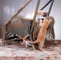 Kittens scratching and shredding a chair