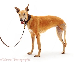 3-legged Greyhound
