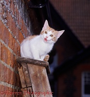 Kitten up a ladder