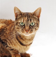 Tabby female cat