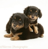 Two Sheltie x Dachshund pups