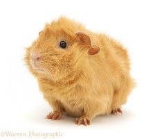 Red Abyssinian Guinea pig