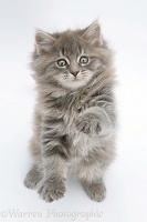 Maine Coon kitten, 8 weeks old, standing up