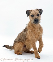 Border Terrier dog listening with ears cocked