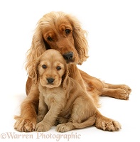 Golden Cocker Spaniel and pup