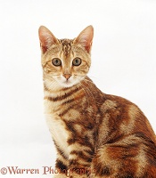 Lilac Birman-cross cat