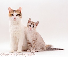Calico mother cat and kitten