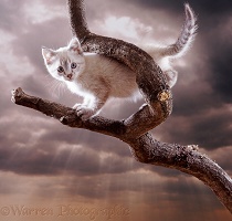 Kitten up a tree with cloudy sky