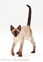 Young seal-point Siamese x Bengal male cat