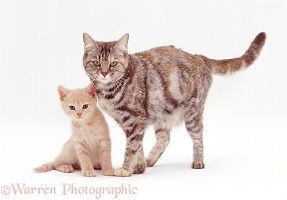 Mother cat and ginger kitten