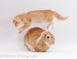 Kitten leaping over a young sandy lop rabbit