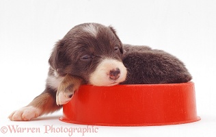 Border Collie-cross pup, 3 weeks old, sleeping in a bowl