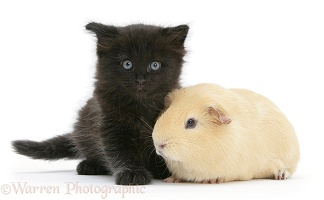 Black kitten with a yellow Guinea pig
