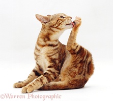 Brown marble Bengal cat licking its hind foot