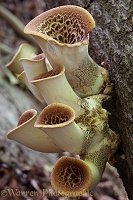 Dryad's Saddle fungi
