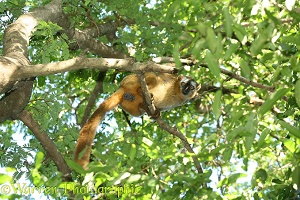 Red-fronted Lemur