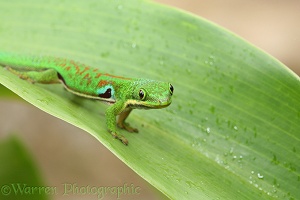Madagascar Day Gecko