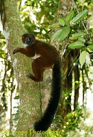 Red-bellied Lemur