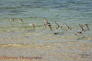 Turnstones and sanderlings flying over water