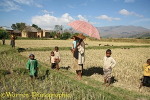 Malagasy family in harvested rice paddy