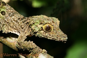 Leaf gecko