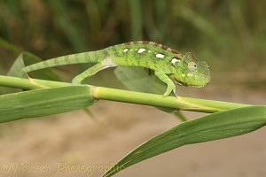 Chameleon on reeds