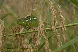 Chameleon on reeds