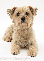 Cairn Terrier lying with head up