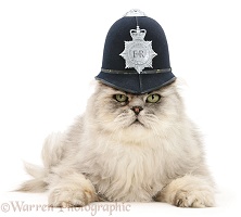 Police cat